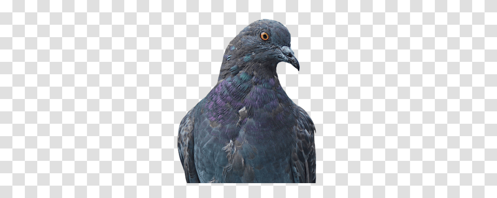 Dove Nature, Bird, Animal, Pigeon Transparent Png