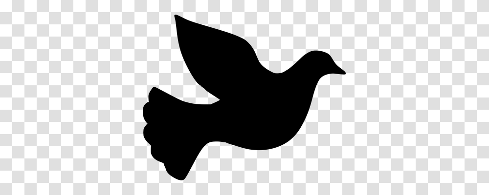 Dove Animals, Gray, World Of Warcraft Transparent Png