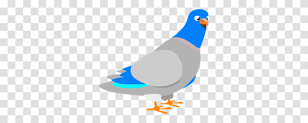 Dove Animals, Bird, Pigeon Transparent Png