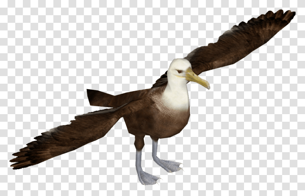 Dove Background Albatross Image With Albatross Bird, Animal Transparent Png