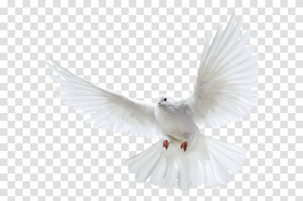 Dove Background, Bird, Animal, Pigeon Transparent Png