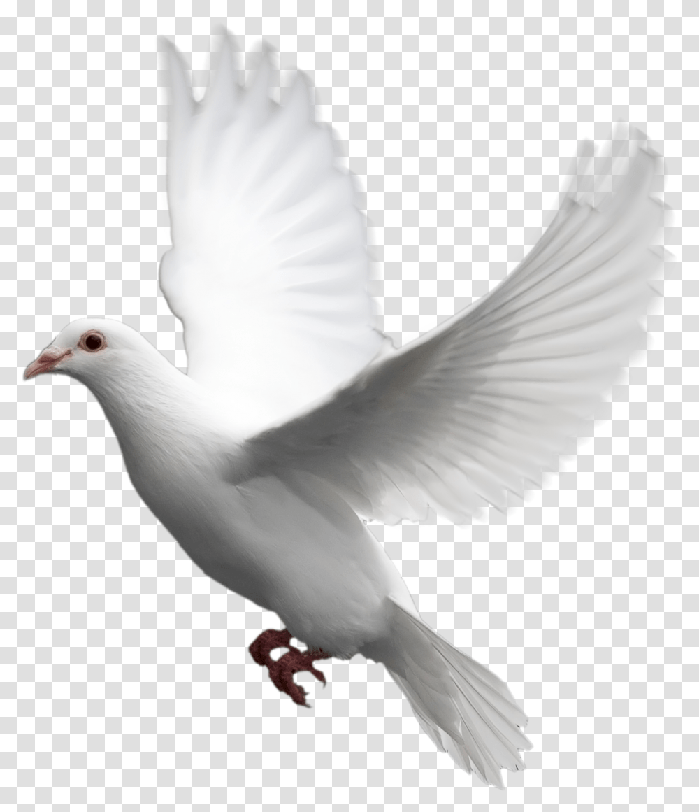 Dove Background Image White Dove Background, Bird, Animal, Pigeon Transparent Png