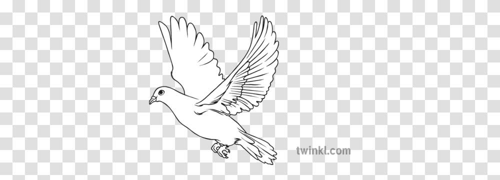 Dove Bird Black And White Illustration Twinkl Bird Images Black And White, Animal, Person, Human, Flying Transparent Png