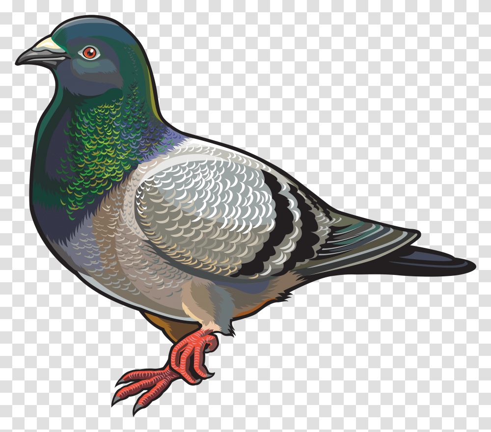 Dove Bird Clipart, Animal, Pigeon Transparent Png