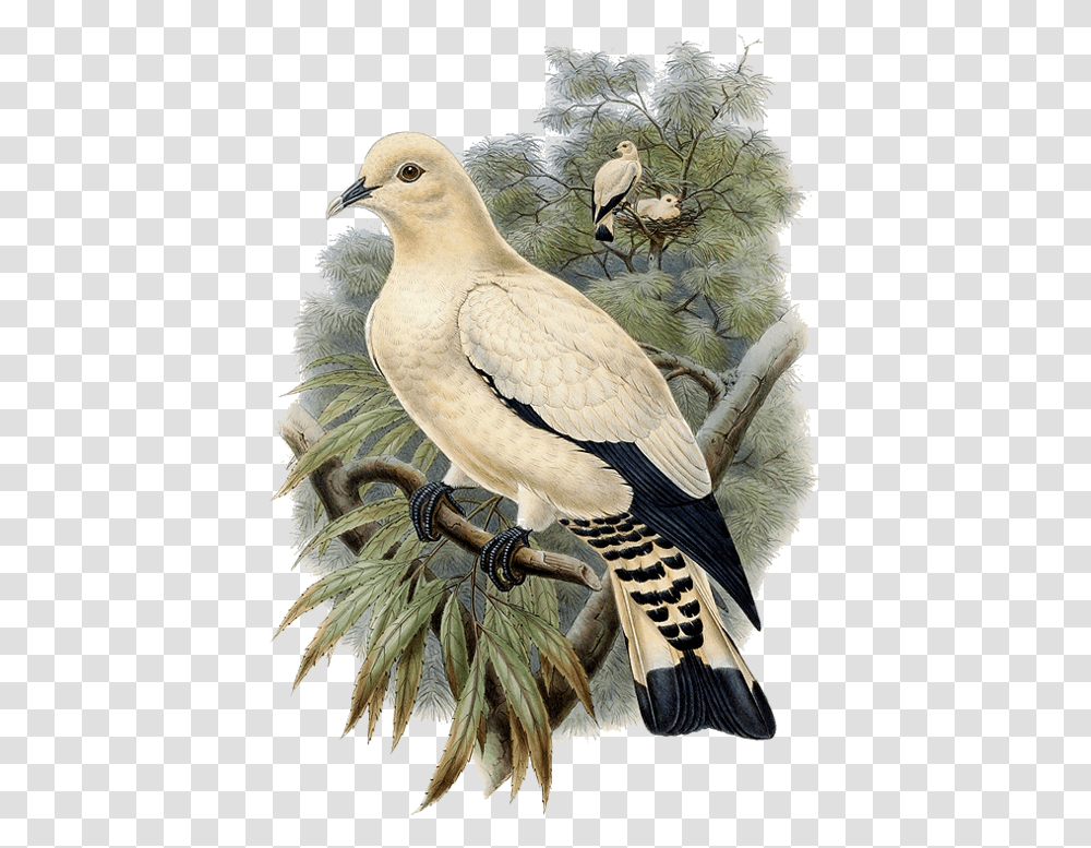 Dove Bird Clipart Pigeons And Doves, Animal Transparent Png