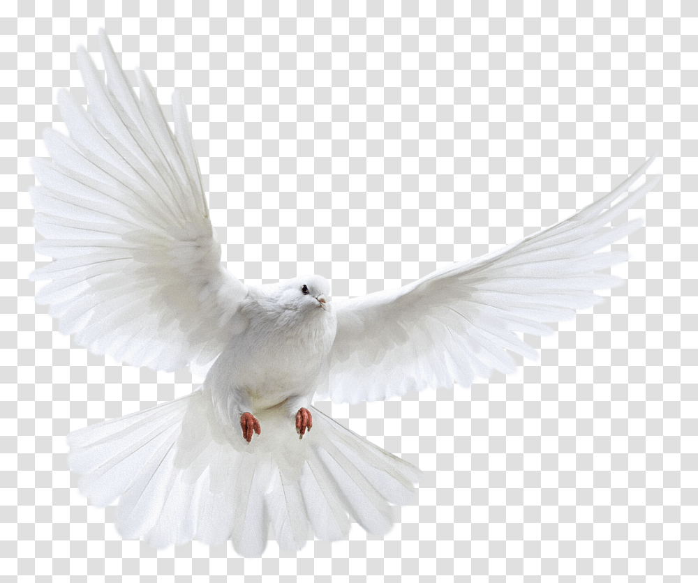 Dove Bird Group, Animal, Pigeon Transparent Png