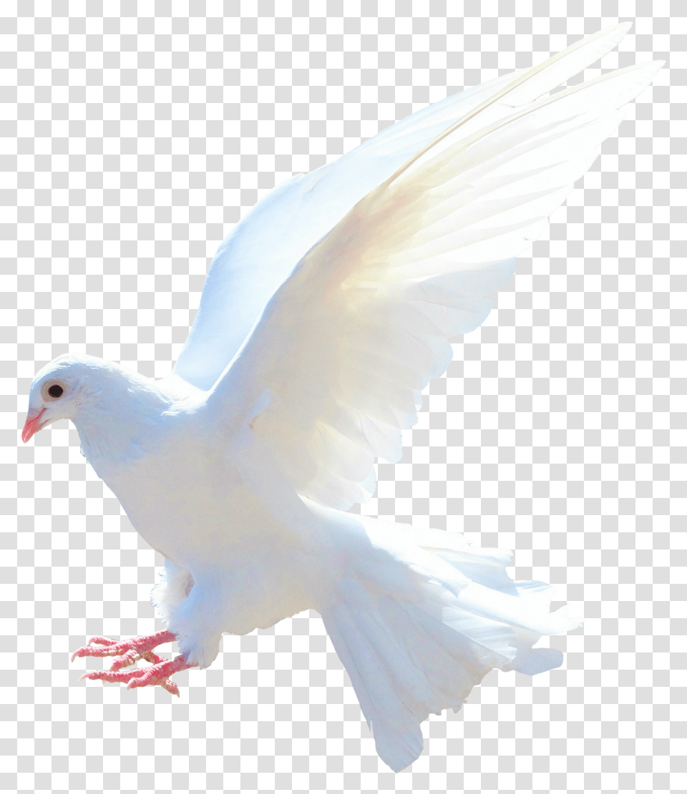 Dove Bird Group Ecmaio<, Animal, Pigeon Transparent Png