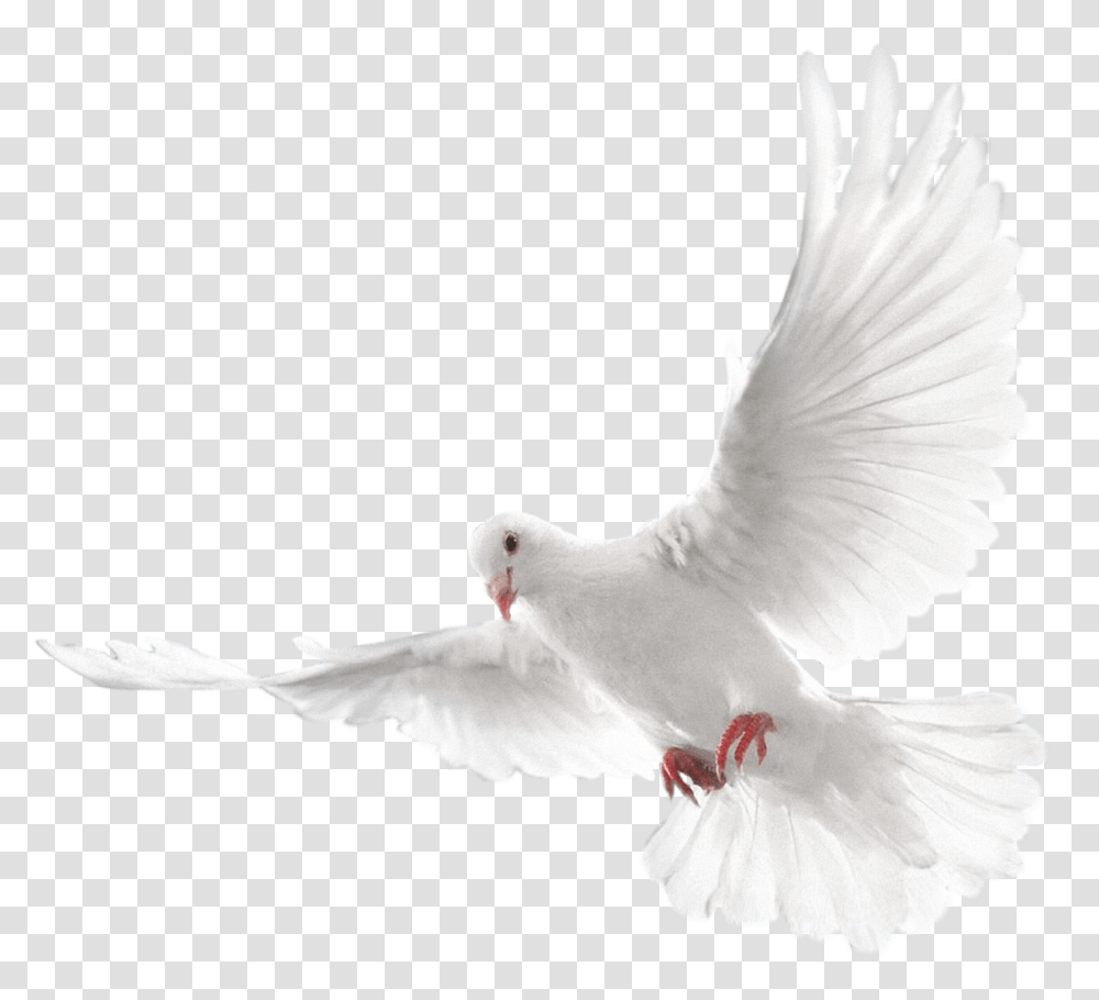 Dove Bird Group Ecmaio<, Animal, Pigeon Transparent Png