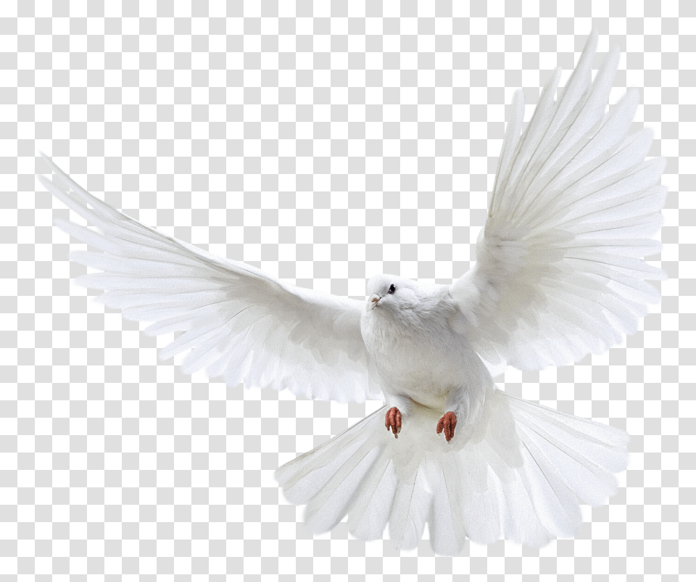 Dove Bird Group Ecmaio< Transparent Png