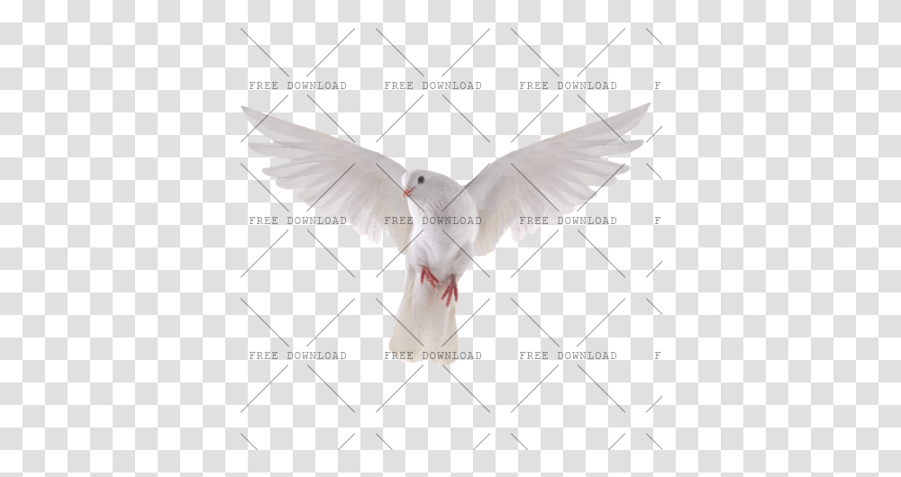 Dove Bird Image With Background Photo 517 Background Dove, Animal, Pigeon Transparent Png