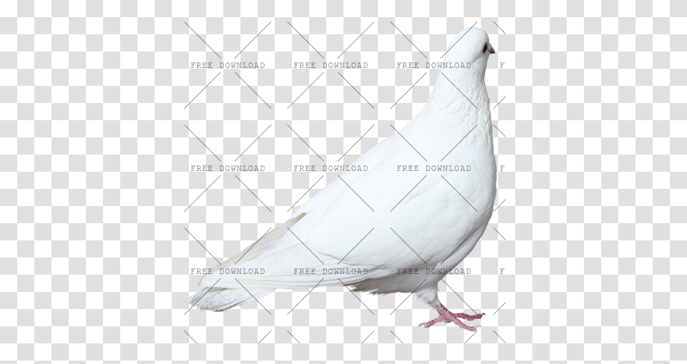Dove Bird Image With Background Photo 520 Rock Dove, Animal, Pigeon Transparent Png