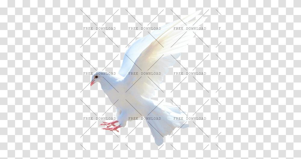 Dove Bird Image With Background Photo, Animal, Pigeon, Flying Transparent Png