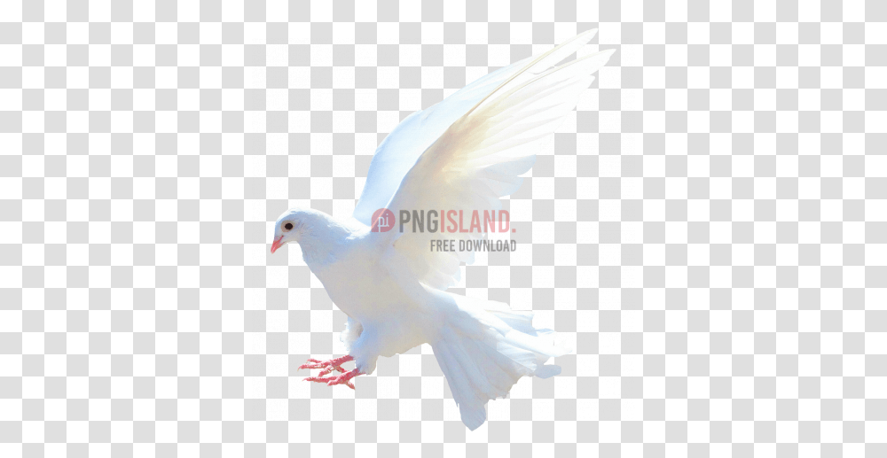Dove Bird Image With Dove Images In, Animal, Pigeon Transparent Png
