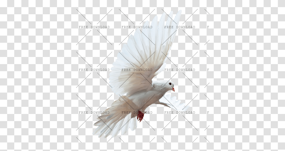 Dove Bird Image With Parrot Birds White, Animal, Pigeon Transparent Png