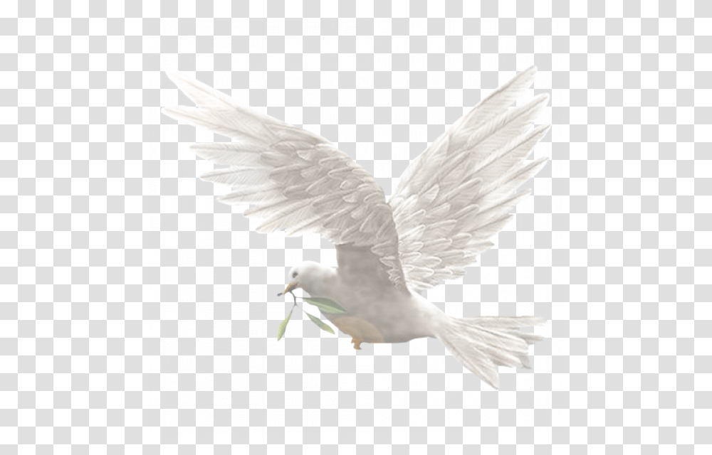 Dove Bird Image With Phil 4 7 Kjv, Animal, Flying, Pigeon, Seagull Transparent Png