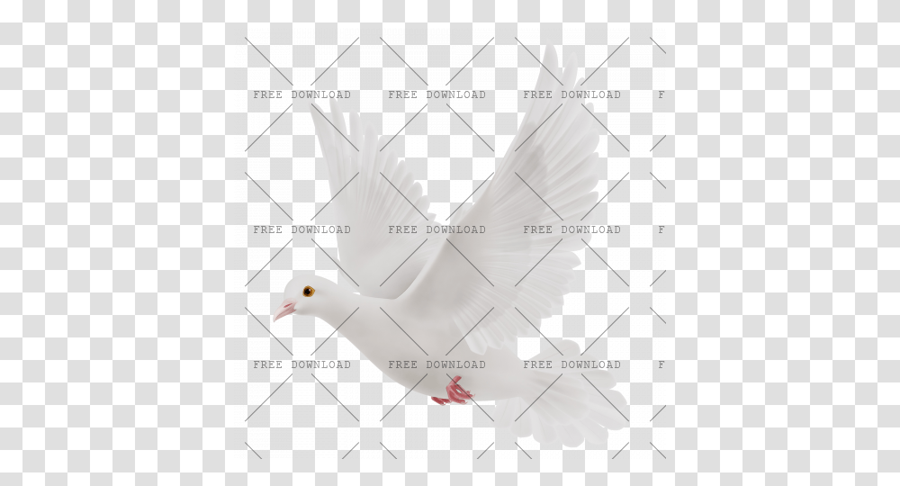 Dove Bird Image With Stock Dove, Animal, Pigeon, Flying Transparent Png