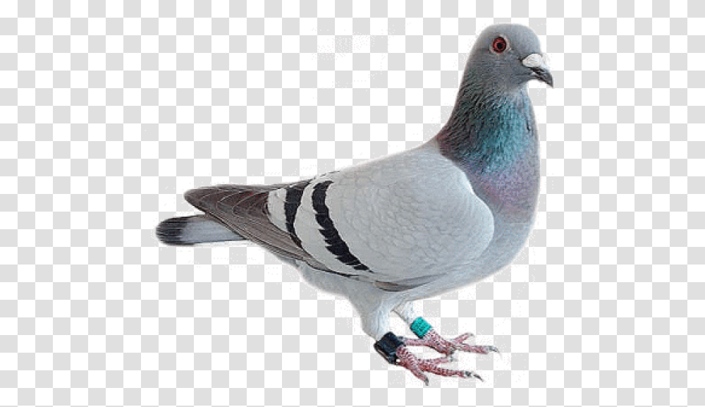 Dove Bird Pigeon, Animal Transparent Png