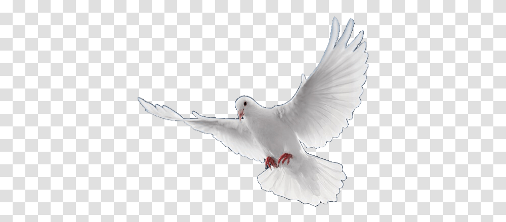 Dove Bird Pngs Lovelypngs Sticker By Birds For Picsart, Animal, Pigeon Transparent Png