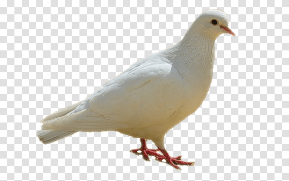 Dove Birds White Birds Images Hd, Animal, Pigeon Transparent Png