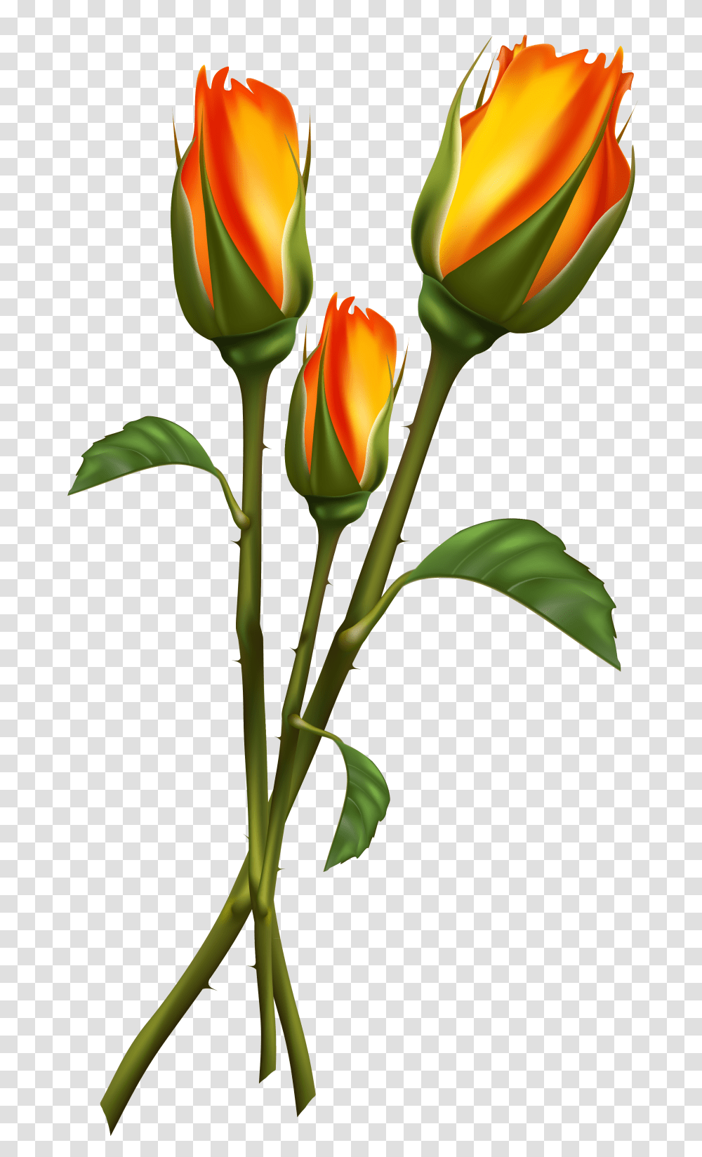 Dove Clip Art Clip Art, Plant, Flower, Blossom, Tulip Transparent Png