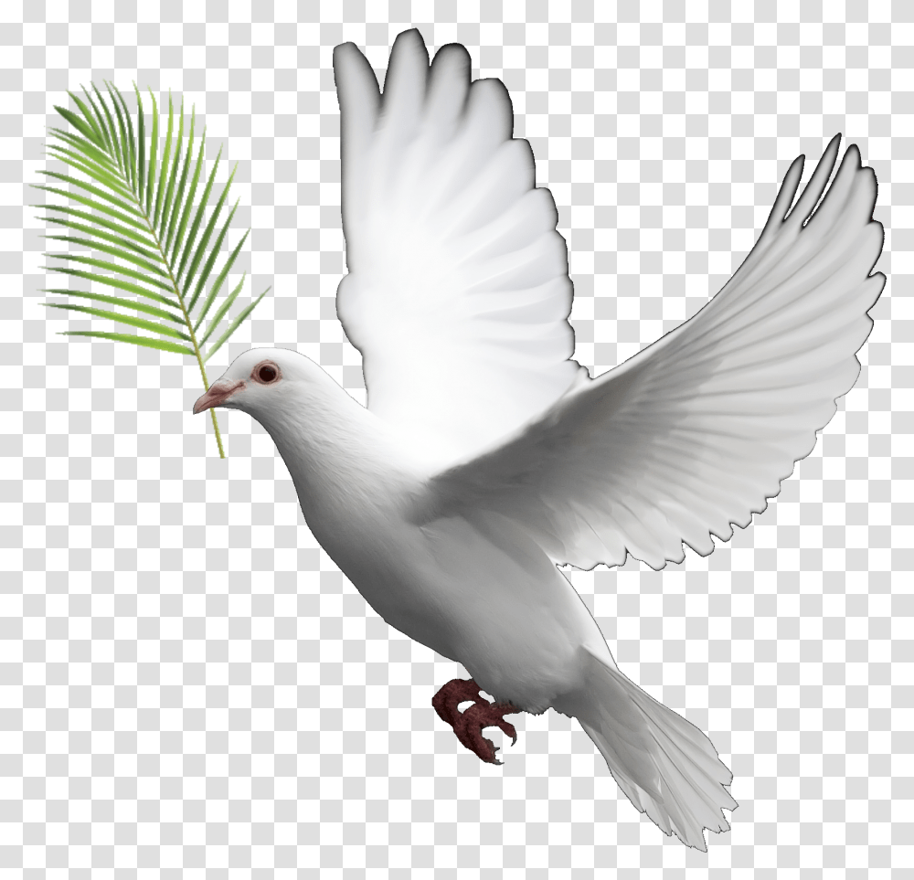 Dove Clipart Background Dove, Bird, Animal, Pigeon Transparent Png