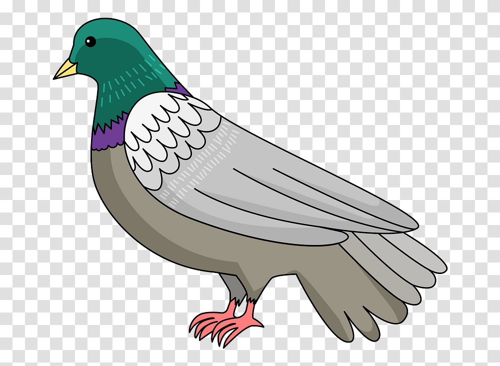 Dove Clipart, Bird, Animal, Pigeon Transparent Png