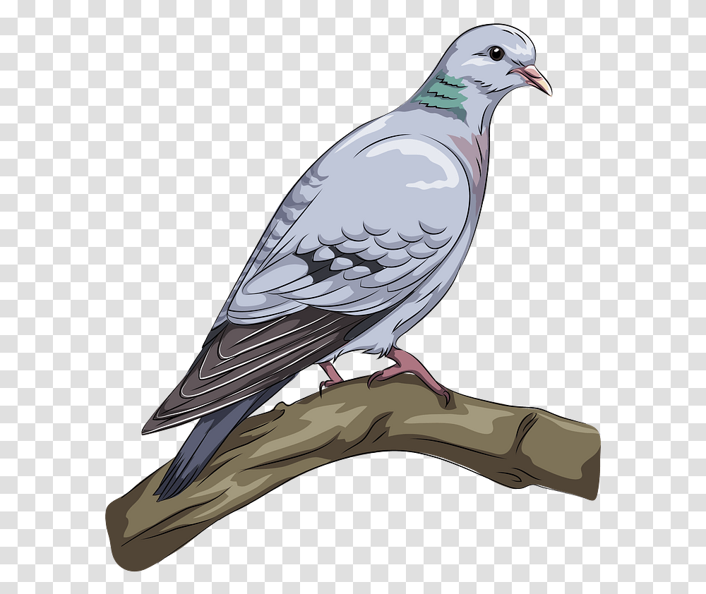 Dove Clipart, Bird, Animal, Pigeon Transparent Png