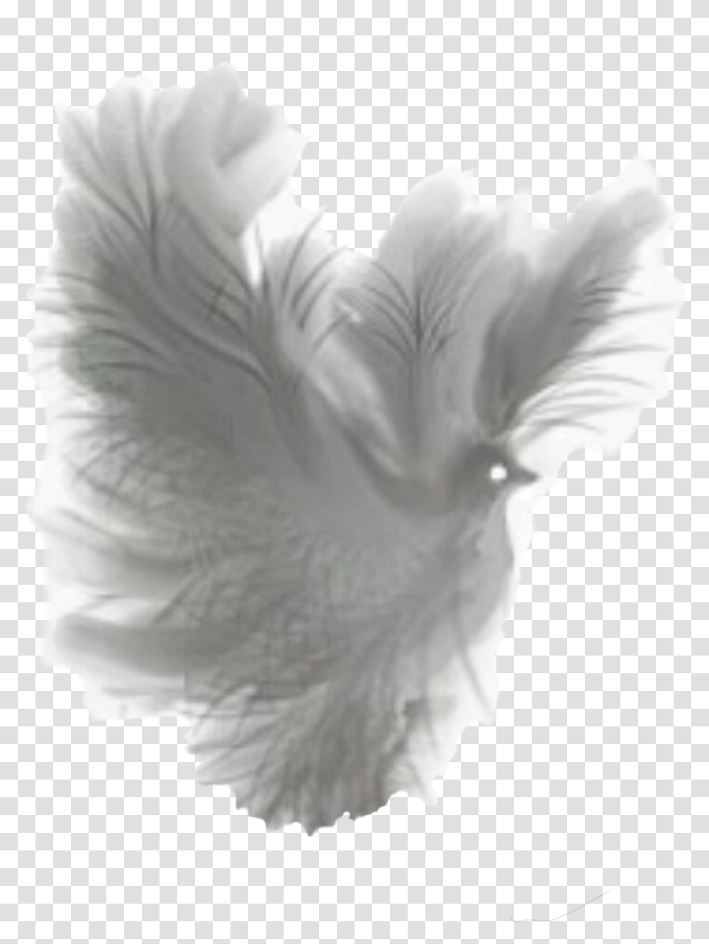 Dove Clipart Feather Fantasy, Iris, Flower, Plant, Petal Transparent Png