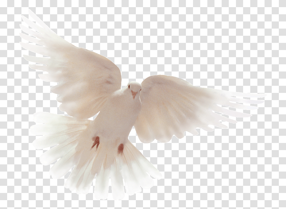 Dove Clipart Open Wing We Want Peace Not War, Bird, Animal, Pigeon, Flying Transparent Png