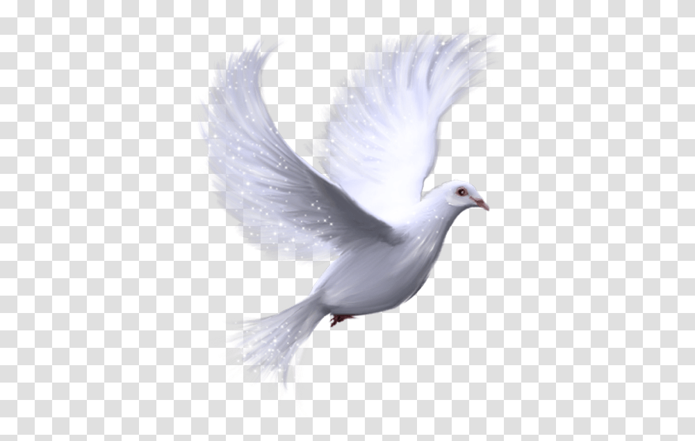Dove Cliparts Email This Blogthis Share To Twitter White Bird Background, Animal, Pigeon Transparent Png
