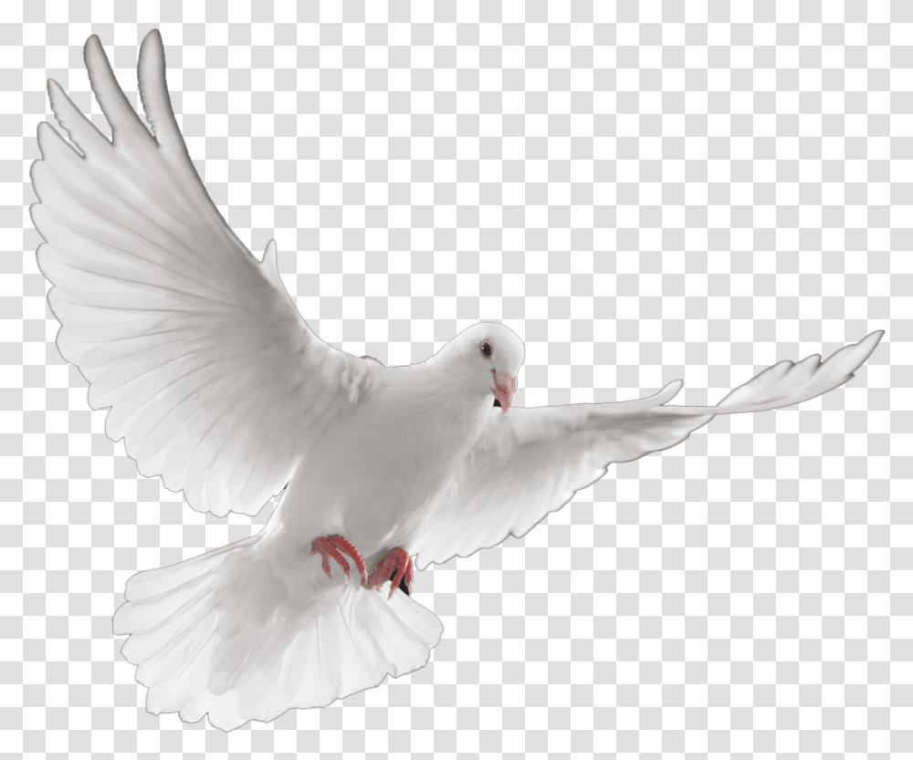 Dove Death Palomas Blancas En Vuelo, Bird, Animal, Pigeon Transparent Png