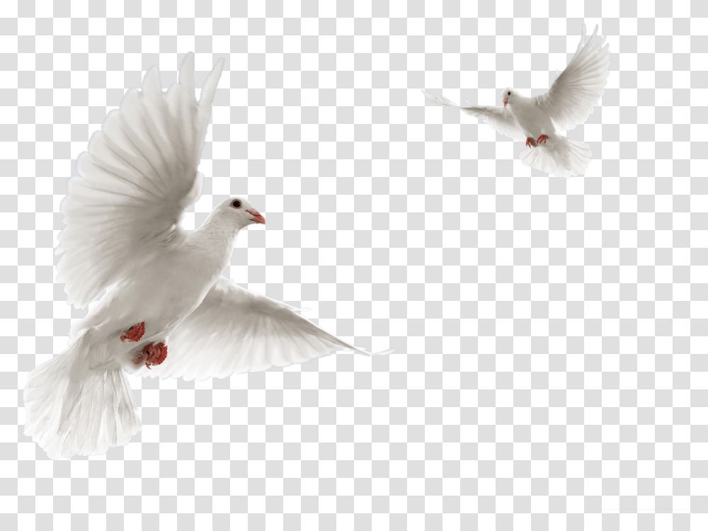 Dove Definition Backgrounds, Bird, Animal, Pigeon Transparent Png