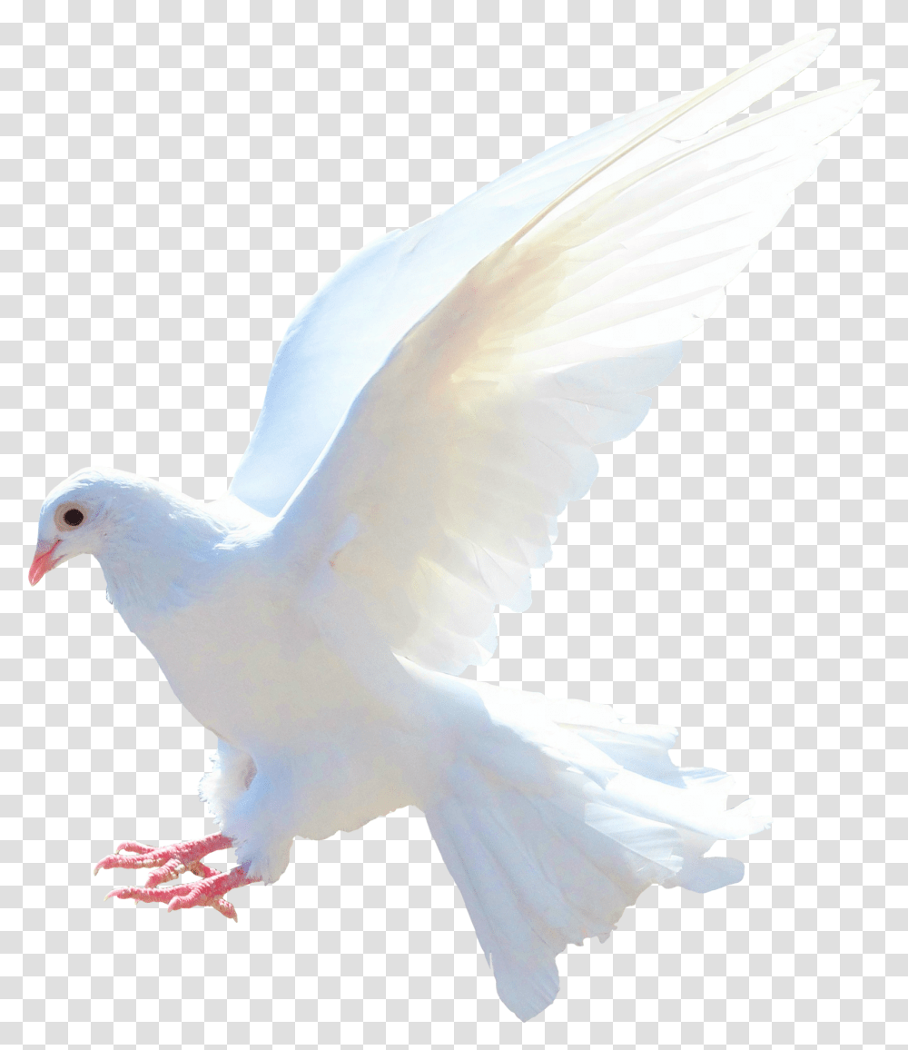 Dove Dove Dove, Bird, Animal, Pigeon Transparent Png