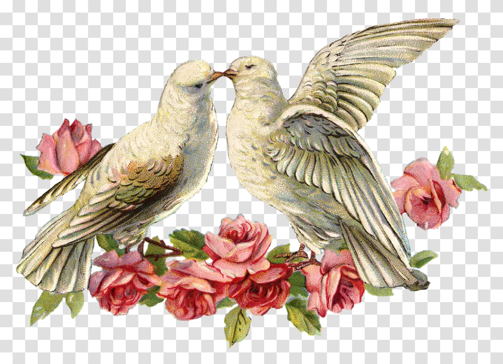 Dove Dove For Wedding, Bird, Animal, Plant, Flower Transparent Png