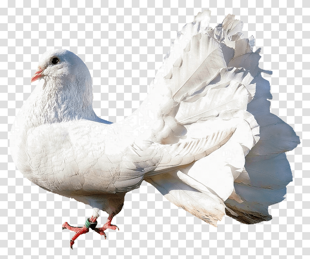 Dove Dove Images In, Bird, Animal, Pigeon Transparent Png