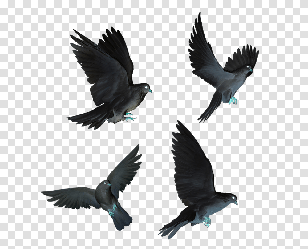 Dove Doves Black Flying Birds Fly Birds Fly, Animal, Pigeon, Weather, Nature Transparent Png
