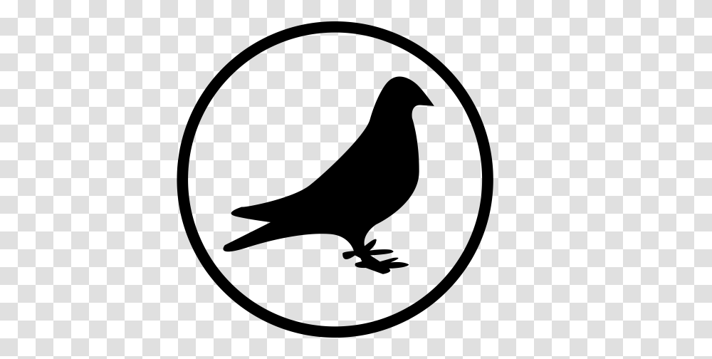 Dove Feral Pigeon Icon With And Vector Format For Free, Gray, World Of Warcraft Transparent Png