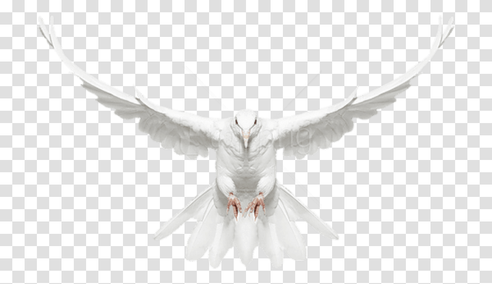 Dove Flying Flying White Dove, Pigeon, Bird, Animal Transparent Png