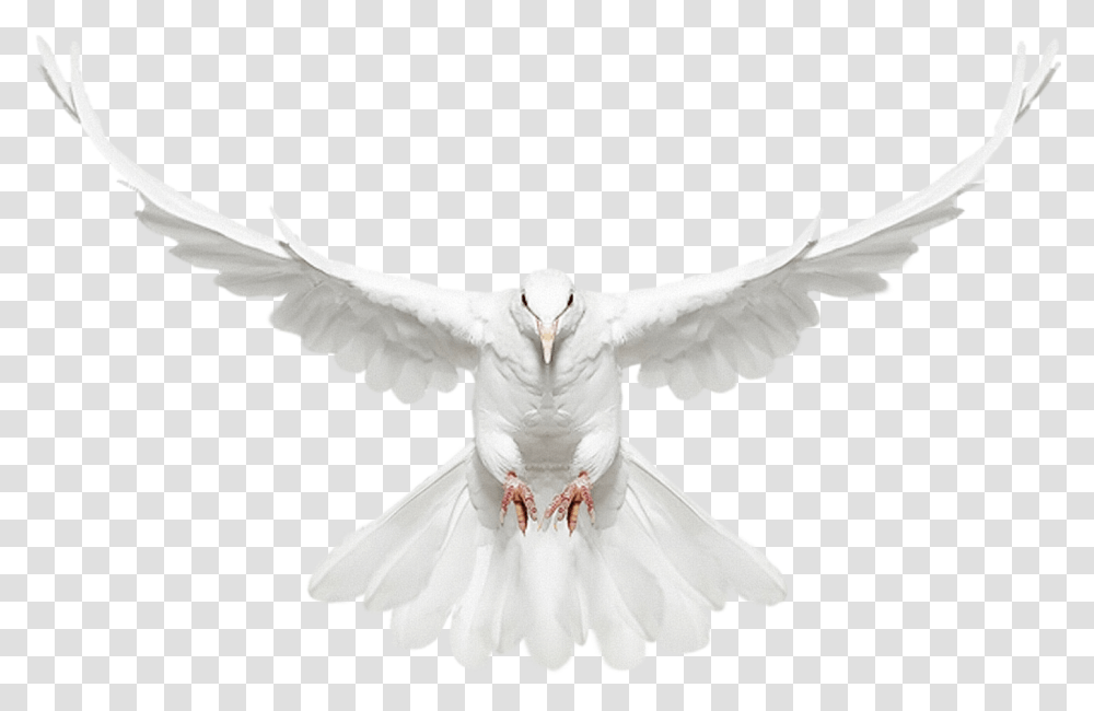 Dove Flying White Dove Flying, Animal, Pigeon, Bird Transparent Png