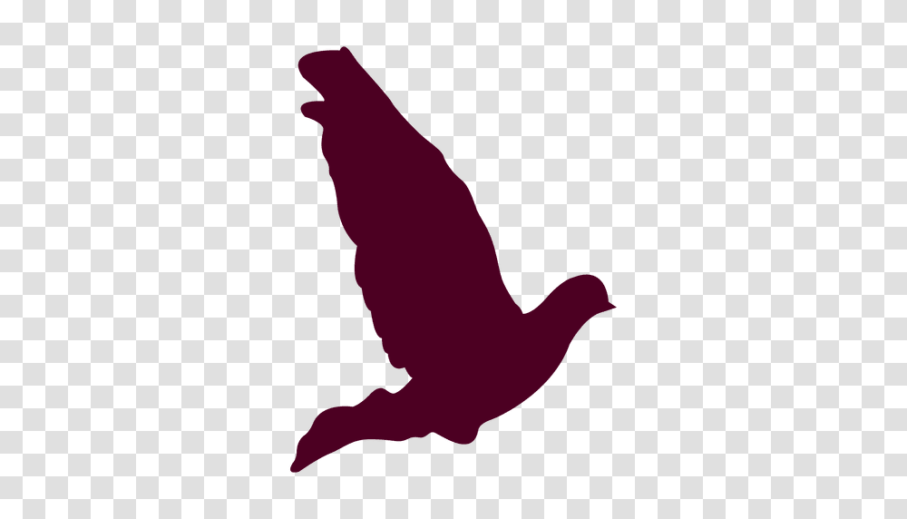 Dove Flying Wings Up, Silhouette, Bird, Animal, Person Transparent Png