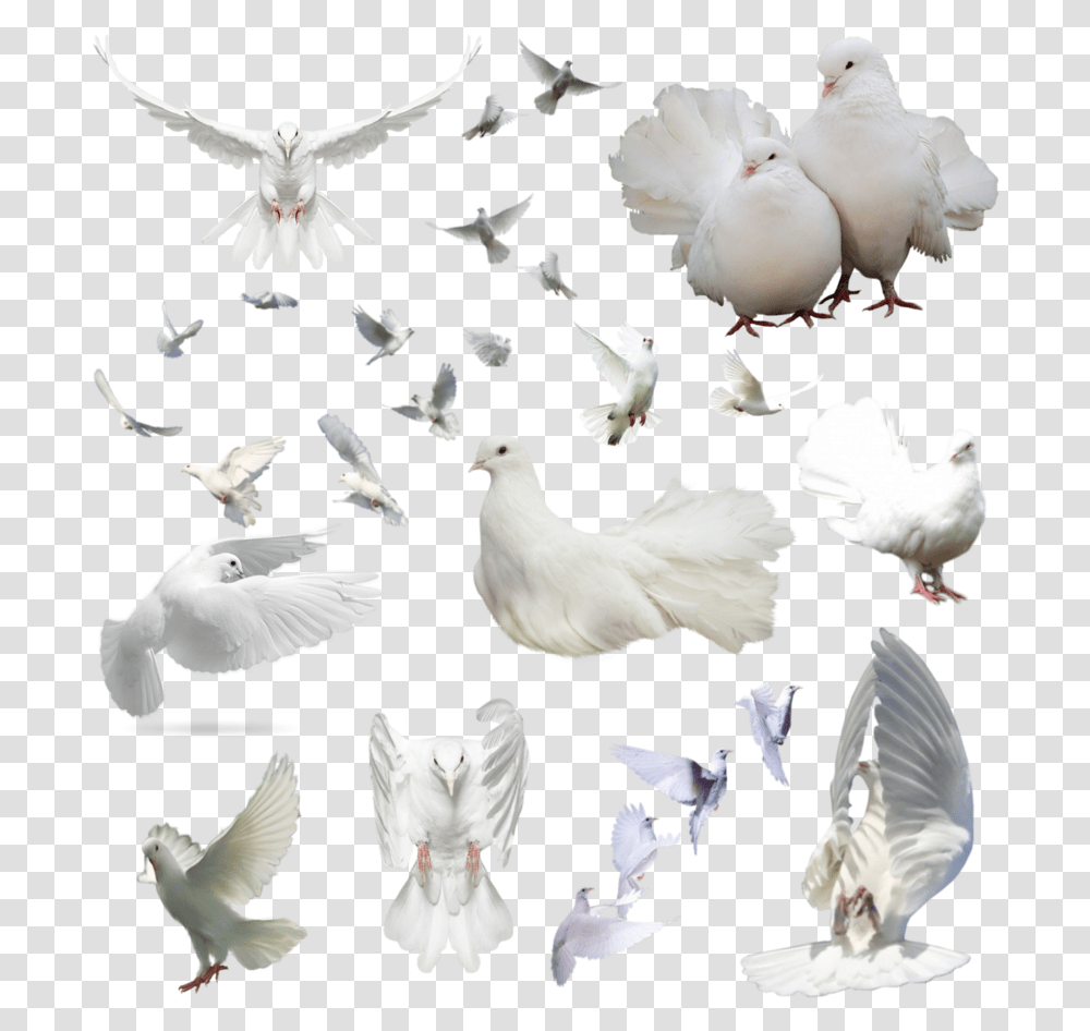 Dove Group Download Dove Group, Bird, Animal, Pigeon Transparent Png