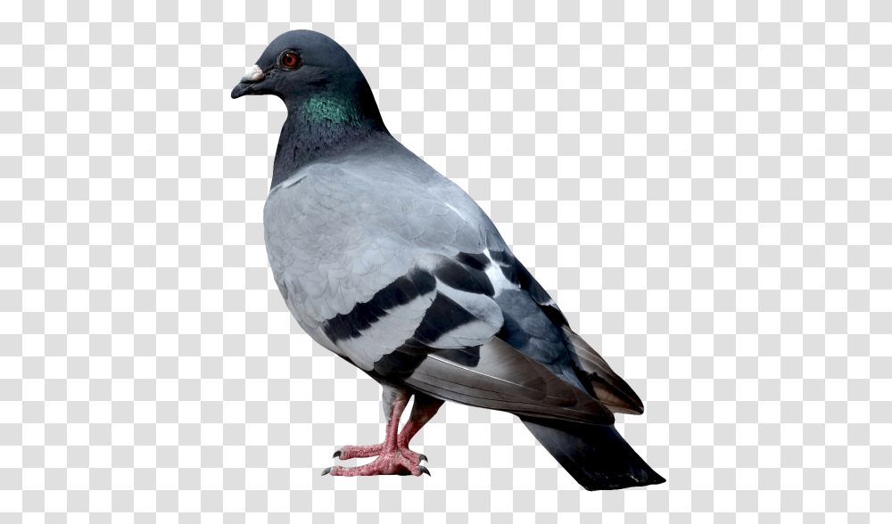 Dove Image, Bird, Animal, Pigeon, Head Transparent Png