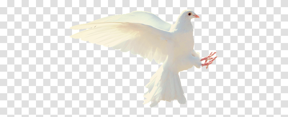 Dove Image, Bird, Animal, Pigeon Transparent Png