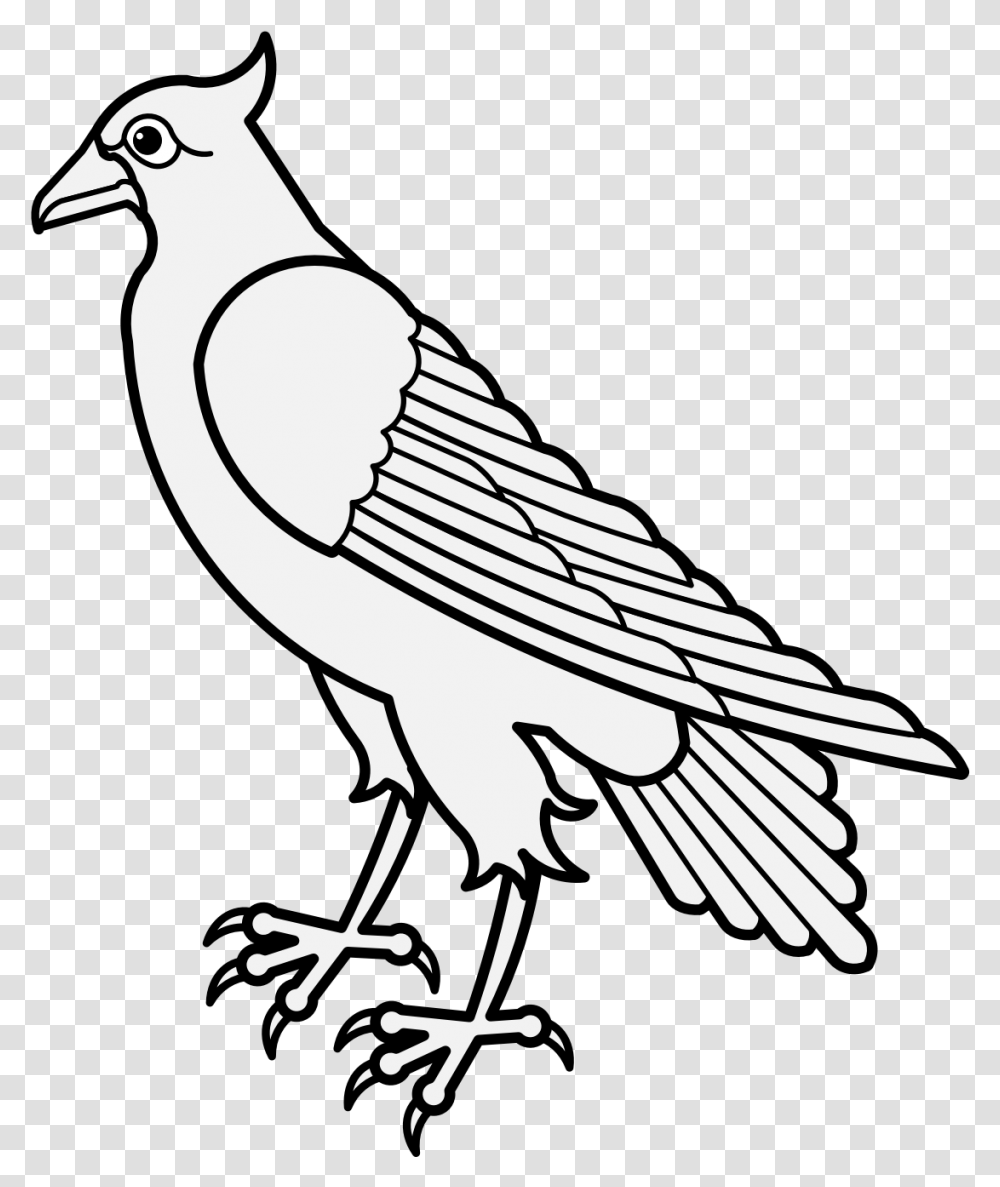 Dove Images, Animal, Bird, Pigeon, Fowl Transparent Png