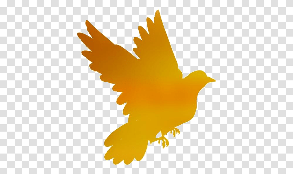 Dove Images Red Tailed Hawk, Bird, Animal, Flying, Eagle Transparent Png