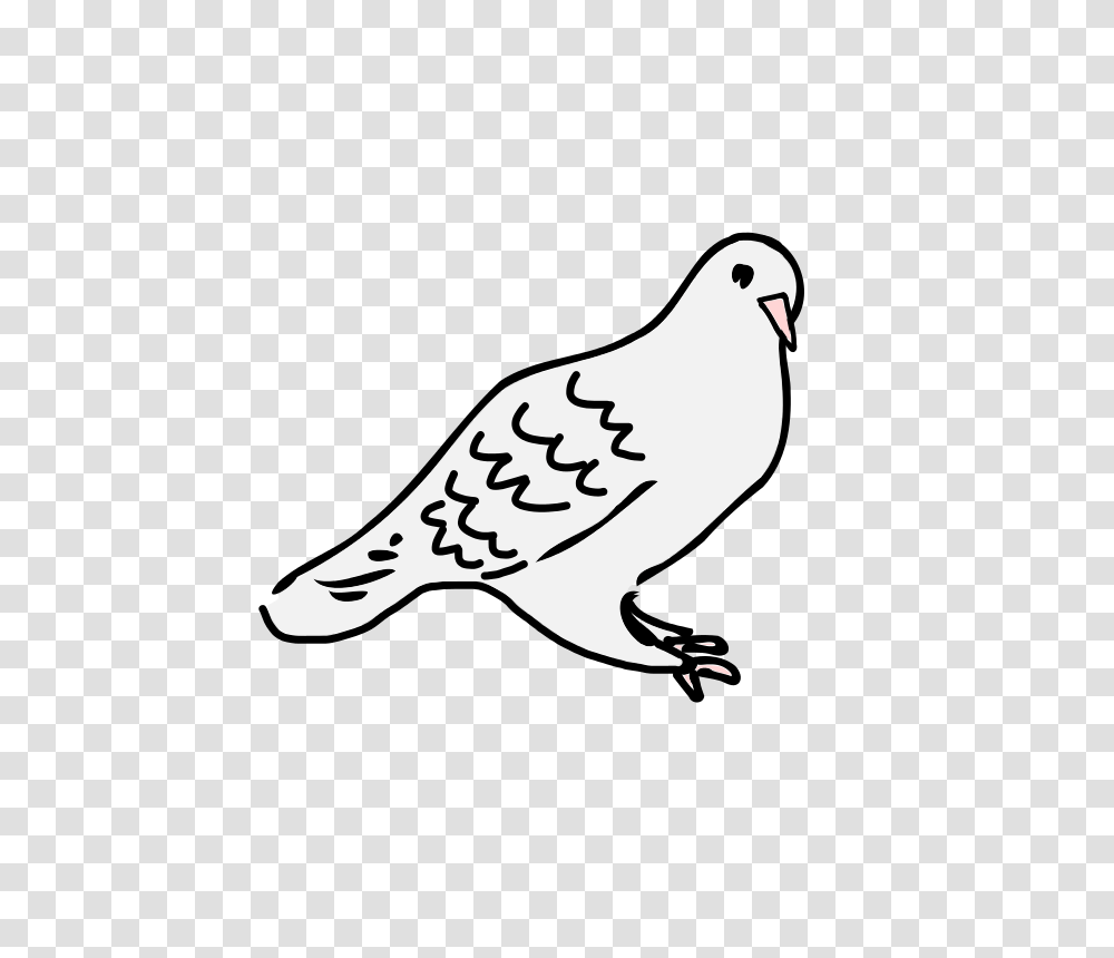 Dove Loveandread, Animals, Bird, Pigeon, Beak Transparent Png