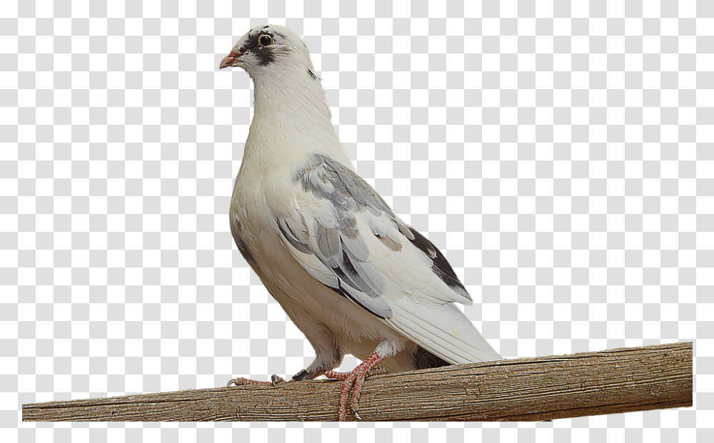 Dove On Branch, Bird, Animal, Pigeon Transparent Png