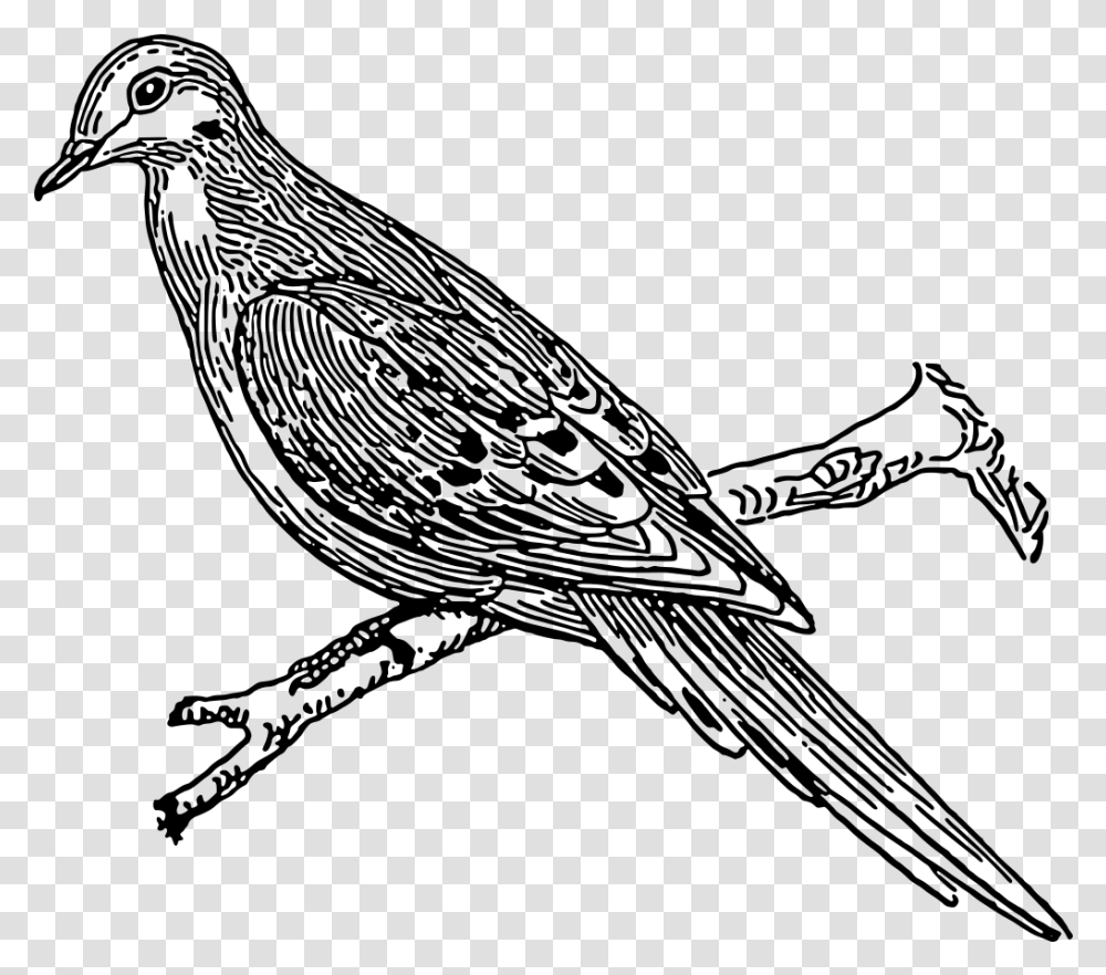 Dove Outline For Cuckoo, Gray, World Of Warcraft Transparent Png