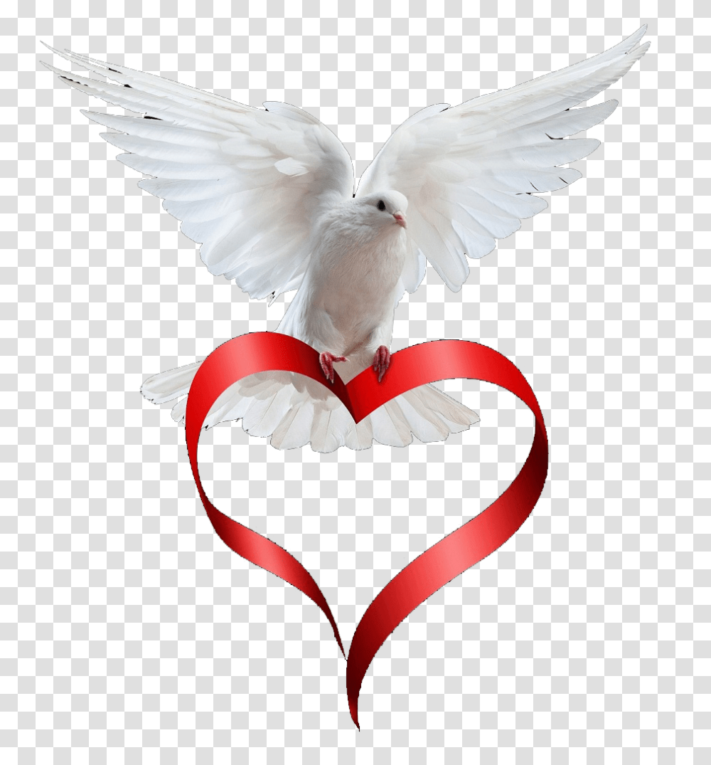 Dove Paloma Animals Love Animation Art Pictures White Dove With Heart Ribbon, Pigeon, Bird Transparent Png