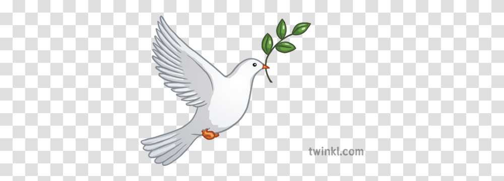 Dove Peace Emoji Twinkl Newsroom Ks2 1 Lovely, Bird, Animal, Pigeon Transparent Png